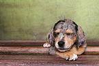 Australian-Shepherd-Labrador-Mix Welpe