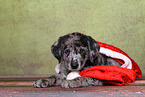 Australian-Shepherd-Labrador-Mix Welpe