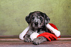 Australian-Shepherd-Labrador-Mix Welpe