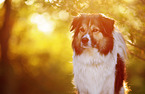 Border-Collie-Mix Portrait