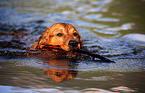 spielender Golden-Retriever-Mix