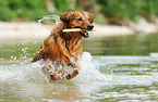 spielender Golden-Retriever-Mix