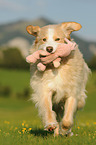 Podengo-Portugues-Mix