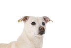 JRT-Mischling Portrait
