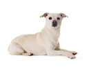 liegender JRT-Mischling