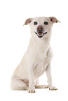 sitzender JRT-Mischling