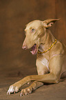 liegender Galgo-Mix