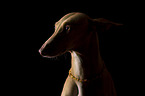 Galgo-Mix Portrait