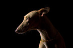 Galgo-Mix Portrait