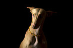 Galgo-Mix Portrait