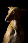 Galgo-Mix