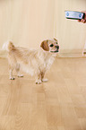 stehender Tibet-Spaniel-Mischling