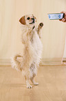 bettelnder Tibet-Spaniel-Mischling