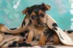 sitzender Terrier-Mix Welpe