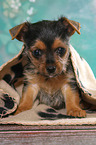 sitzender Terrier-Mix Welpe