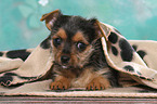 liegender Terrier-Mix Welpe