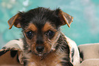 Terrier-Mix Welpe Portrait