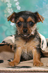 sitzender Terrier-Mix Welpe