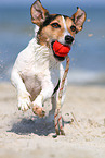 spielender Jack-Russell-Mix