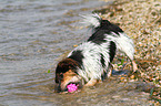 spielender Jack-Russell-Mix