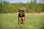 rennender Rottweiler-Schferhund