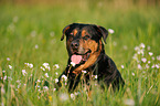 Rottweiler-Schferhund Portrait