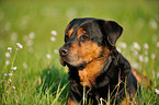 Rottweiler-Schferhund Portrait
