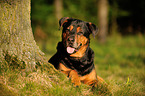 liegender Rottweiler-Schferhund