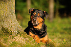 liegender Rottweiler-Schferhund