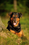 liegender Rottweiler-Schferhund