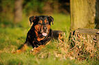 liegender Rottweiler-Schferhund