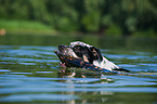 schwimmender Australian-Cattle-Dog-Mix