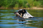 schwimmender Australian-Cattle-Dog-Mix