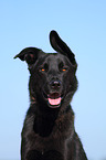 Labrador-Schferhund Portrait