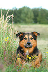 sitzender Berner-Sennenhund-Schferhund