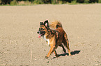 rennender Border-Collie-Mischling