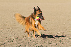 spielender Border-Collie-Mischling