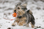 Terrier-Mischling im Schnee