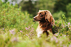 Mnsterlnder-Mix Portrait