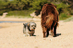 2 Hunde