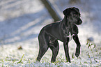 Labrador-Dalmatiner-Mix