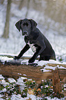 Labrador-Dalmatiner-Mix