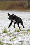 rennender Labrador-Dalmatiner-Mix