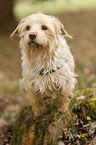 Dackel-Yorkshire-Terrier-Mischling