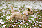 Dackel-Yorkshire-Terrier-Mischling