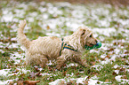 Dackel-Yorkshire-Terrier-Mischling