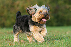 rennender Yorkshire-Terrier-Mischling