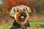 Yorkshire-Terrier-Mischling Portrait