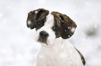 Beagle-Bulldoggen-Mischling Portrait