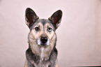 Husky-Mischling Portrait